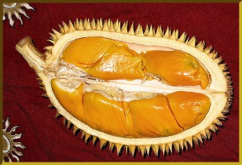 Durian Management